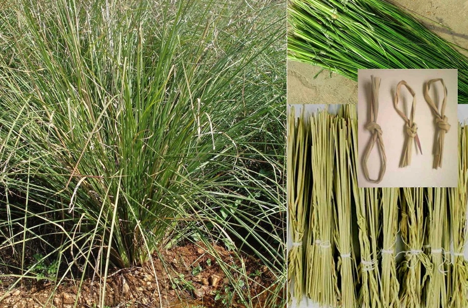 How to Identify Darbha Grass ?