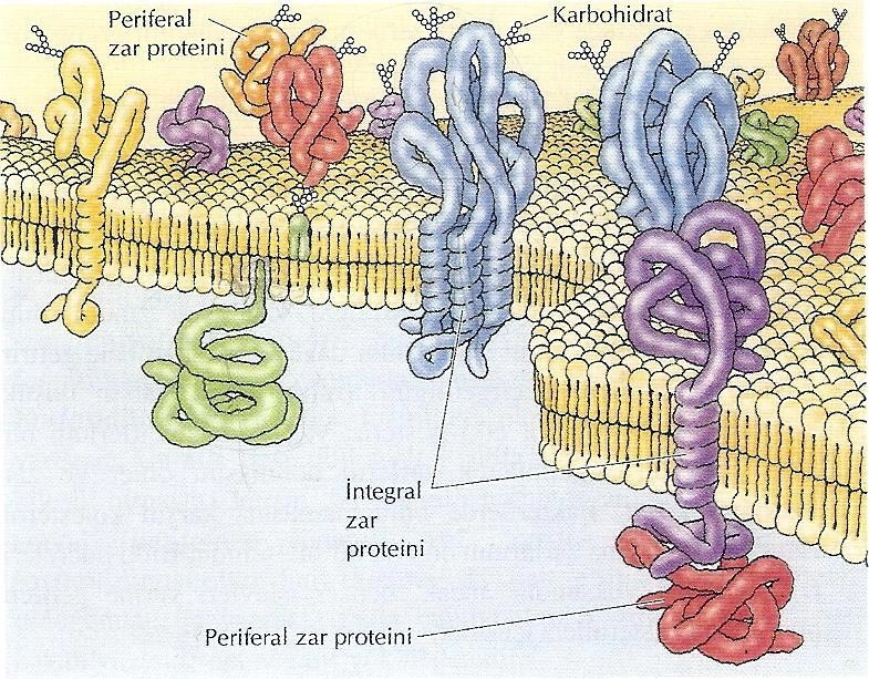Hücre Zarları - Membran Proteinleri