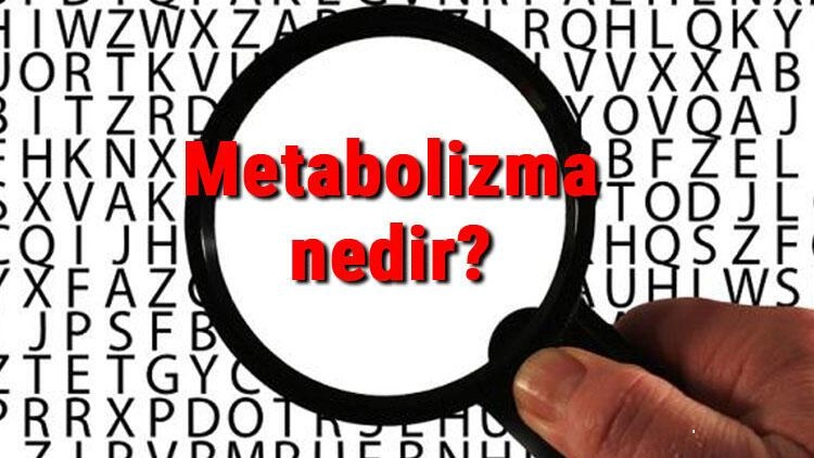 Metabolizma Nedir? Temelleri Nelerdir?