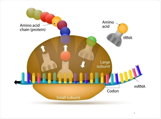 Ribozom Yapısı Nedir ?
