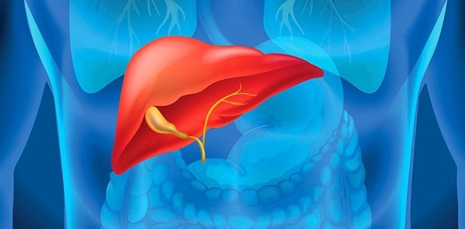 Akut Karaciğer Yetmezliği Nedir ? Belirtileri Nelerdir ?