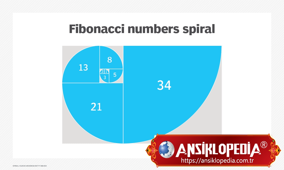 Fibonacci Dizisi Nedir ?